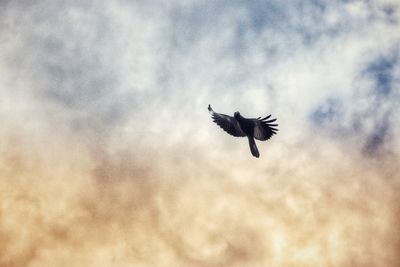 Low angle view of bird flying in sky