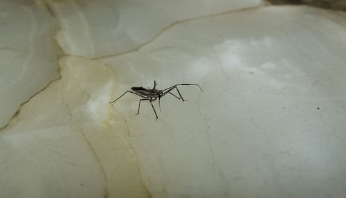 Close-up of spider