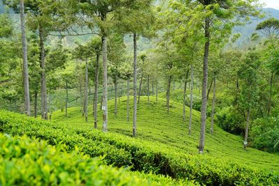 Scenic view of agricultural field