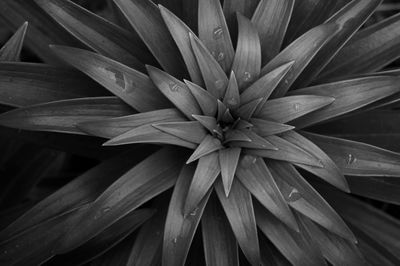 Close-up of plant