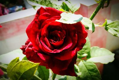 Close-up of red rose blooming outdoors