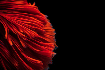 Close-up of red flower against black background