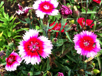 Close-up of pink flowers