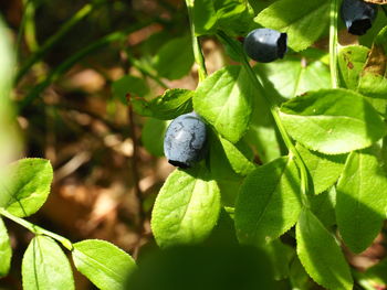 Close-up of fruits growing on plant