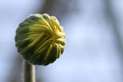 Macro view of a gerbera bud with yellow petals.