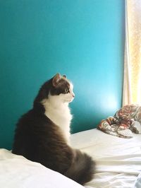 Close-up of cat sitting on bed at home