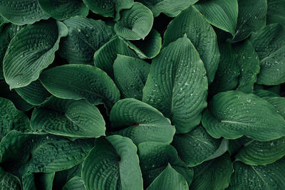 Full frame shot of green leaves