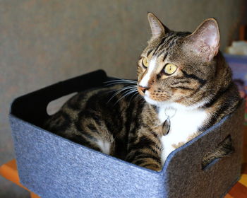 Close-up of cat sitting in box