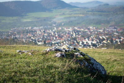 View of sheep on field