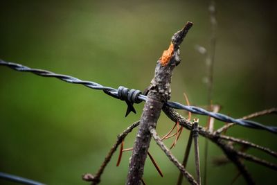 Close-up of barbed wire on metal