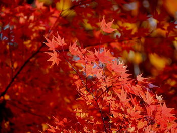 Close-up of maple leaves on tree during autumn