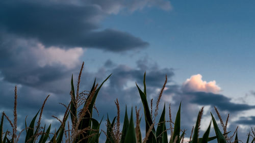 Low angle view of crops growing on field against sky