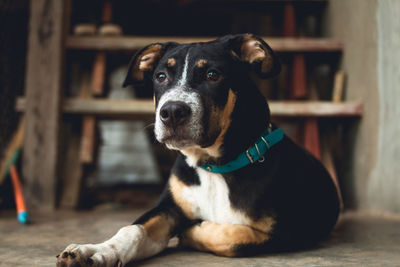 Close-up of black dog sitting on floor at home