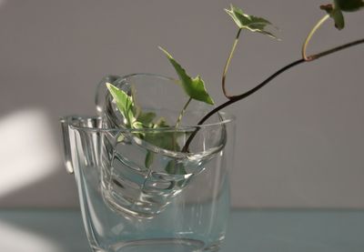 Close-up of plants in glass on table