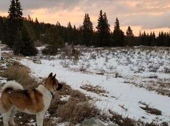 Dog on field against sky during winter
