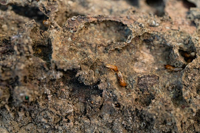 Close-up of lizard on rock