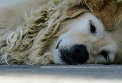 Close-up of a dog sleeping