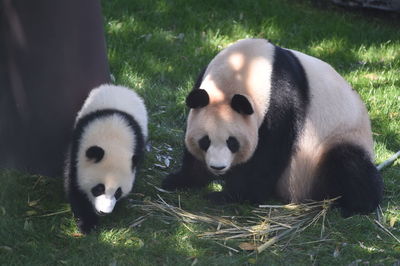 High angle view of sheep