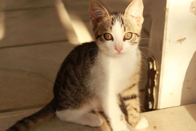 Portrait of cat sitting on tiled floor