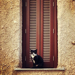 Cat sitting on wall