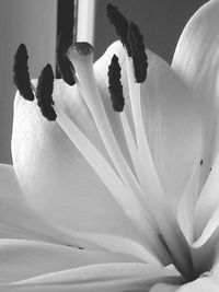 Close-up of white flowers blooming outdoors