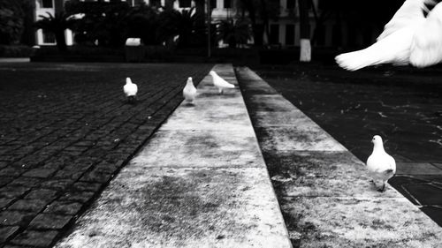 Pigeons on footpath