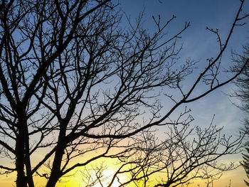 Low angle view of bare trees against sky