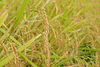 Close-up of crop growing on field