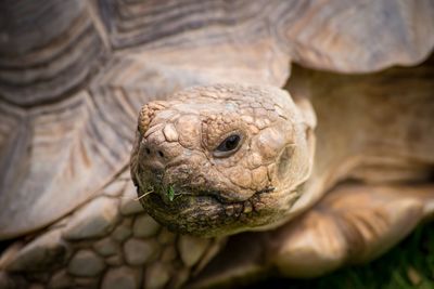 Close-up of turtle in zoo