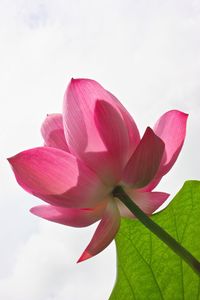 Close-up of pink lotus water lily against sky