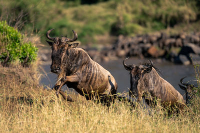 Side view of deer on field