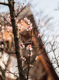 Low angle view of cherry blossoms on tree