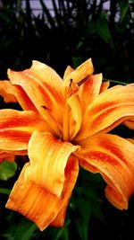 Close-up of orange flower