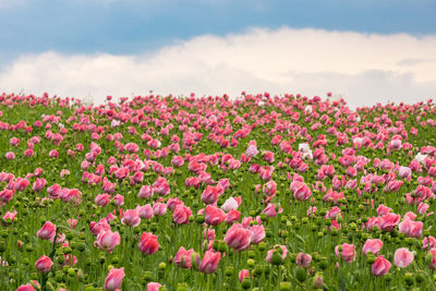 Pink flowering plants on field against sky