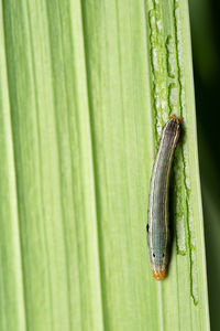 A yellow-striped armyworm moth on a green leaf.