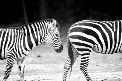 Zebra standing on field