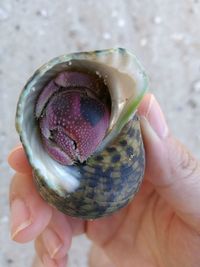 Close-up of hand holding crab