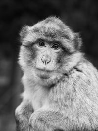 Close-up portrait of monkey