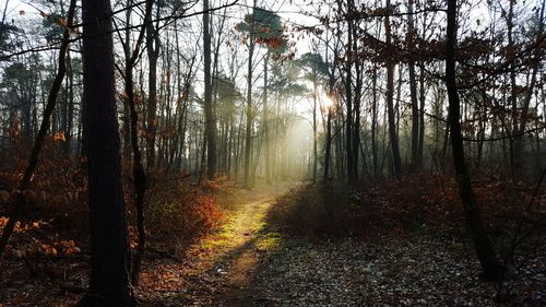 Sunlight through trees in forest