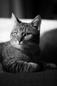 Close-up portrait of cat at home