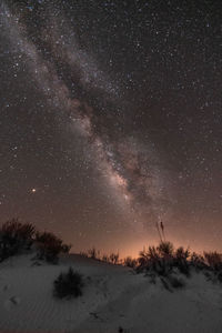 Low angle view of trees against sky at night