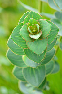 Close-up of fresh green leaves