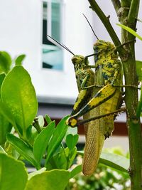 Close-up of insect on plant