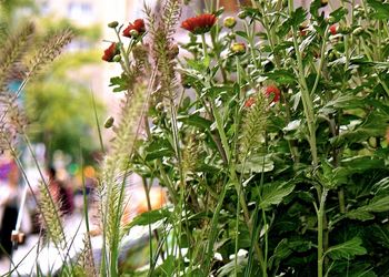 Close-up of plant