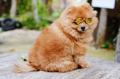 Portrait of dog sitting outdoors