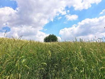 Crops growing on field against sky