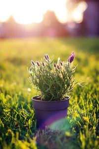 Close-up of potted plant on field
