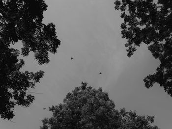 Low angle view of birds flying in the sky