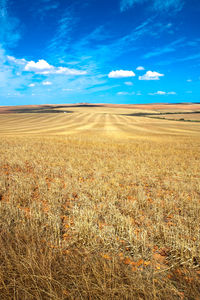 Scenic view of field against blue sky