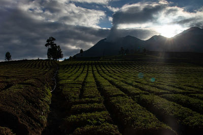 landscape